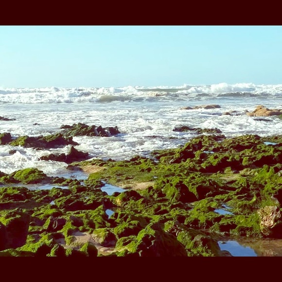 Meet your Posher, Canari - Picture 1 of 1